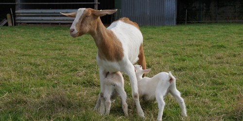 Ziege mit Lämmer2